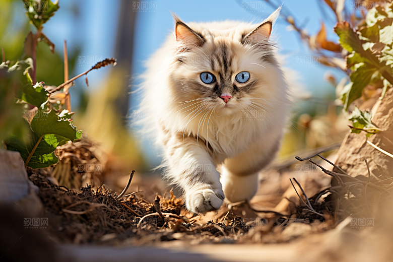布偶猫生活可爱摄影图
