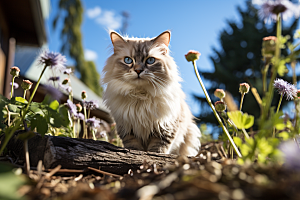 布偶猫自然仙女猫摄影图