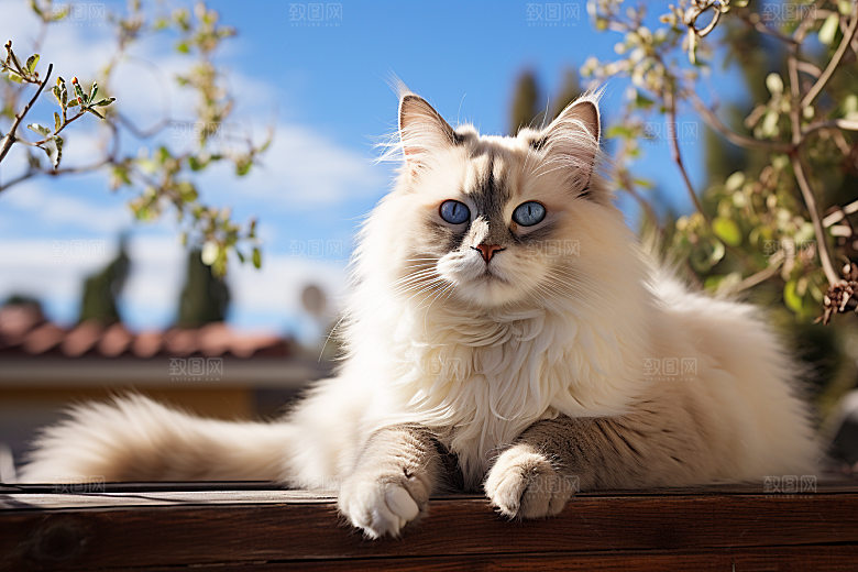 布偶猫长毛猫仙女猫摄影图