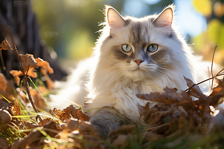 布偶猫清新仙女猫摄影图