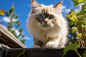 布偶猫可爱长毛猫摄影图