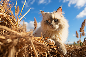 布偶猫仙女猫生活摄影图