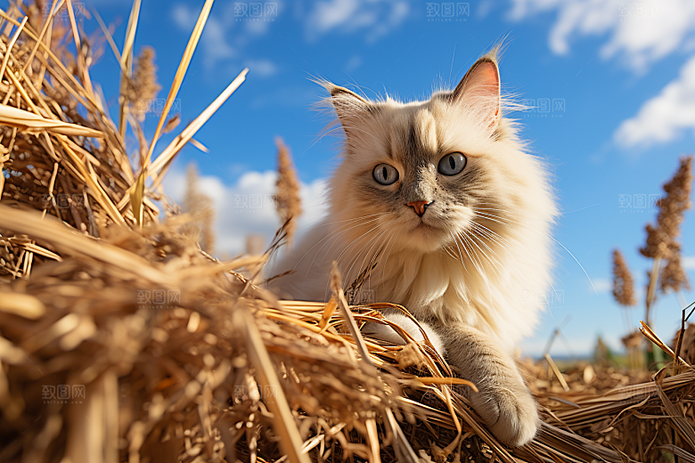 布偶猫仙女猫生活摄影图
