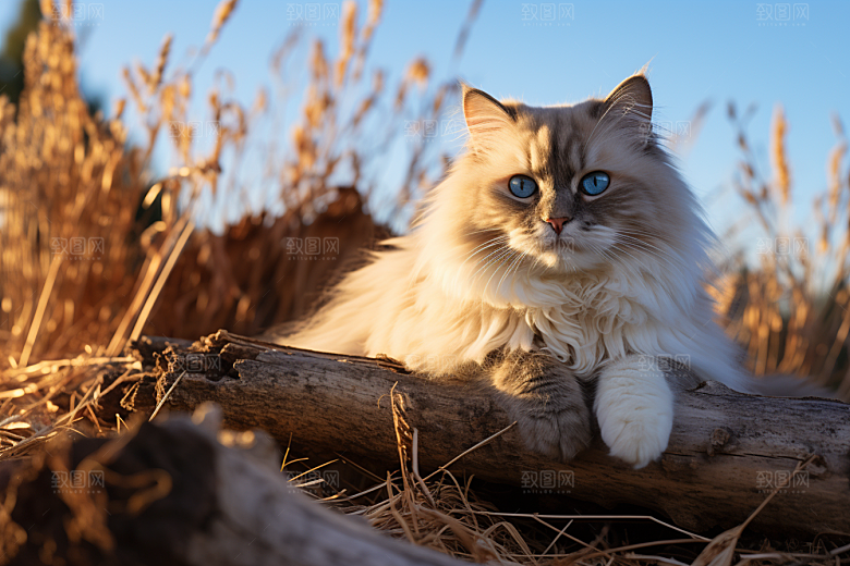 布偶猫可爱长毛猫摄影图