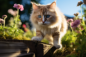 布偶猫养宠宠物摄影图