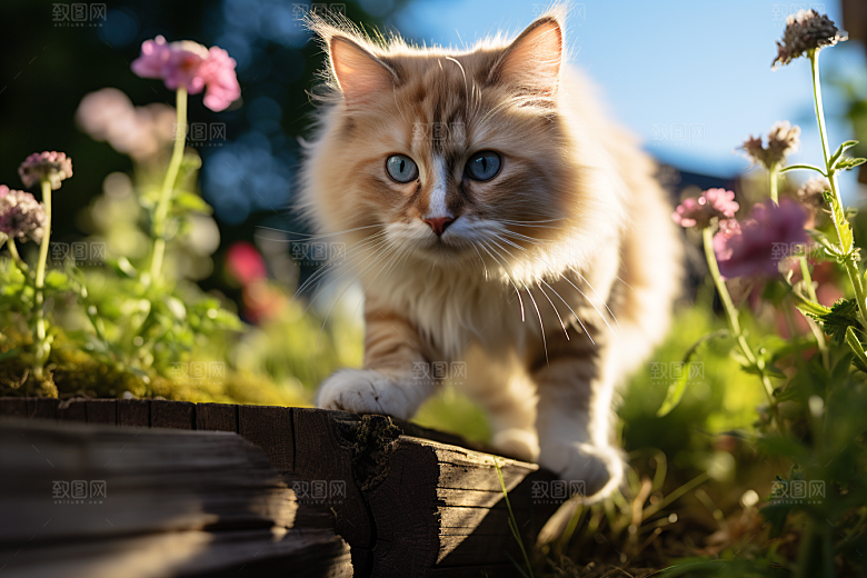 布偶猫养宠宠物摄影图