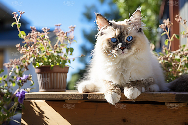 布偶猫仙女猫清新摄影图