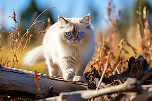 布偶猫自然高清摄影图