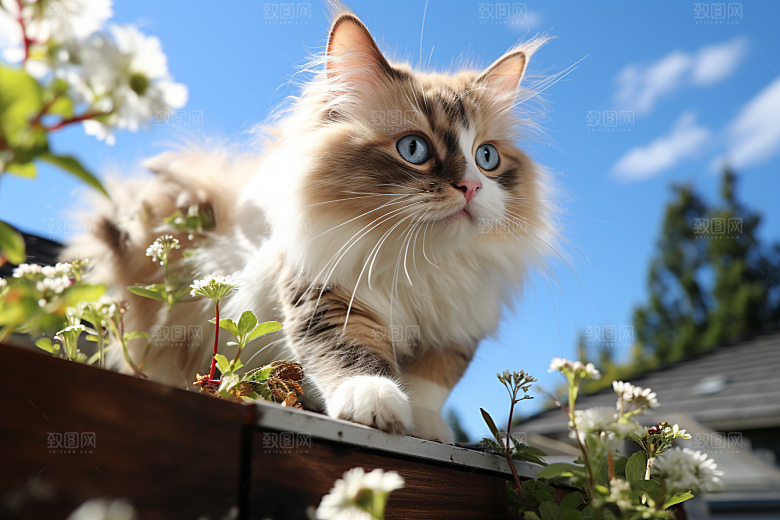 布偶猫生活高清摄影图