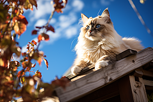 布偶猫长毛猫高清摄影图