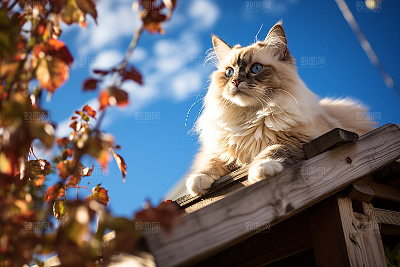 布偶猫长毛猫高清摄影图