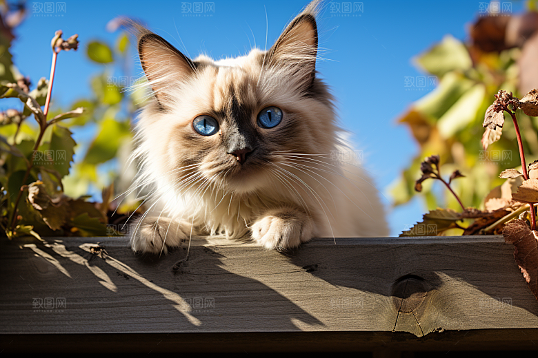 布偶猫长毛猫宠物摄影图