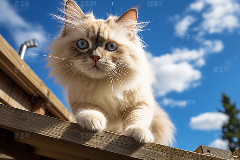 布偶猫自然长毛猫摄影图