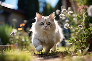布偶猫仙女猫高清摄影图