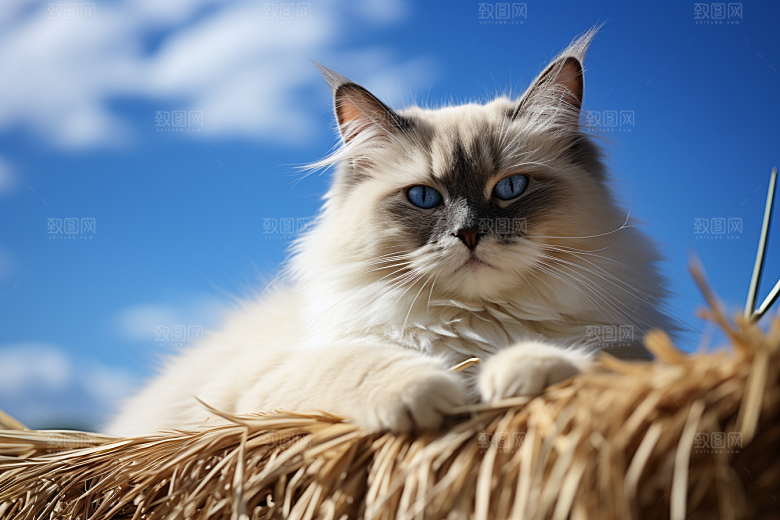 布偶猫可爱仙女猫摄影图
