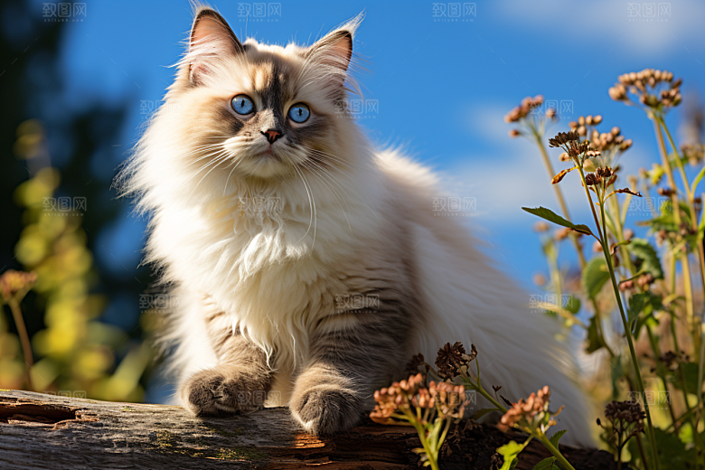 布偶猫养宠生活摄影图
