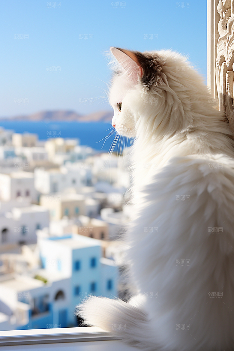 布偶猫高清自然摄影图