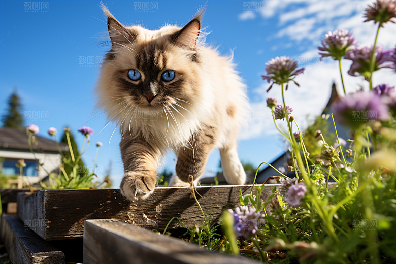 布偶猫高清清新摄影图