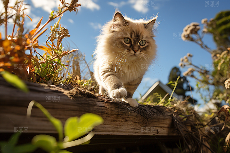 布偶猫长毛猫宠物摄影图