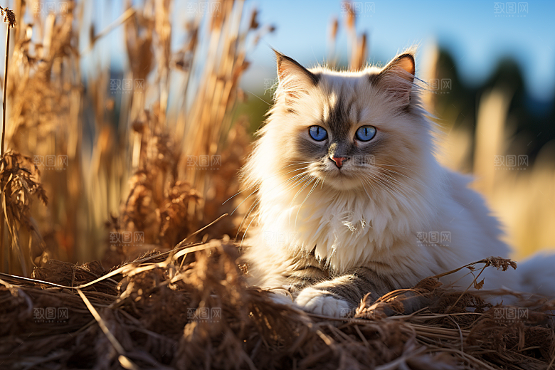 布偶猫高清仙女猫摄影图