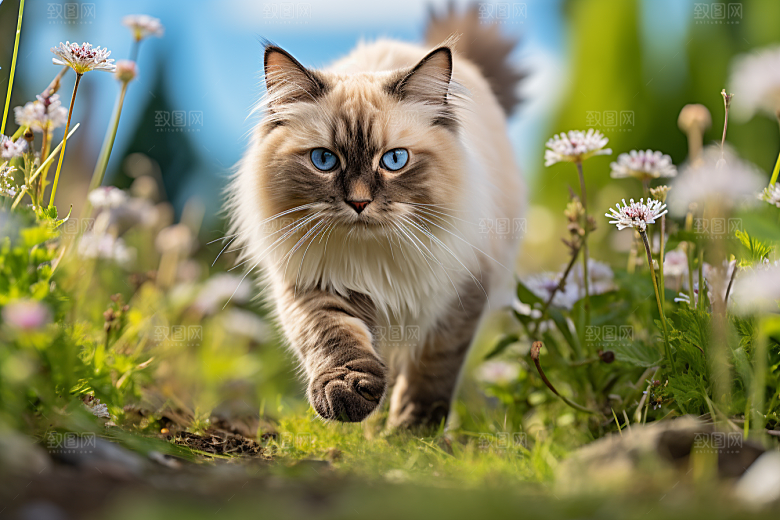 布偶猫宠物家居摄影图