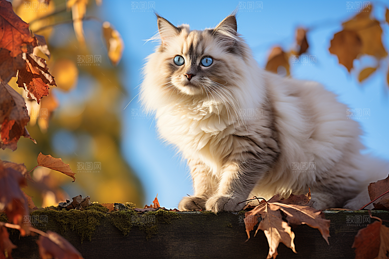 布偶猫高清长毛猫摄影图