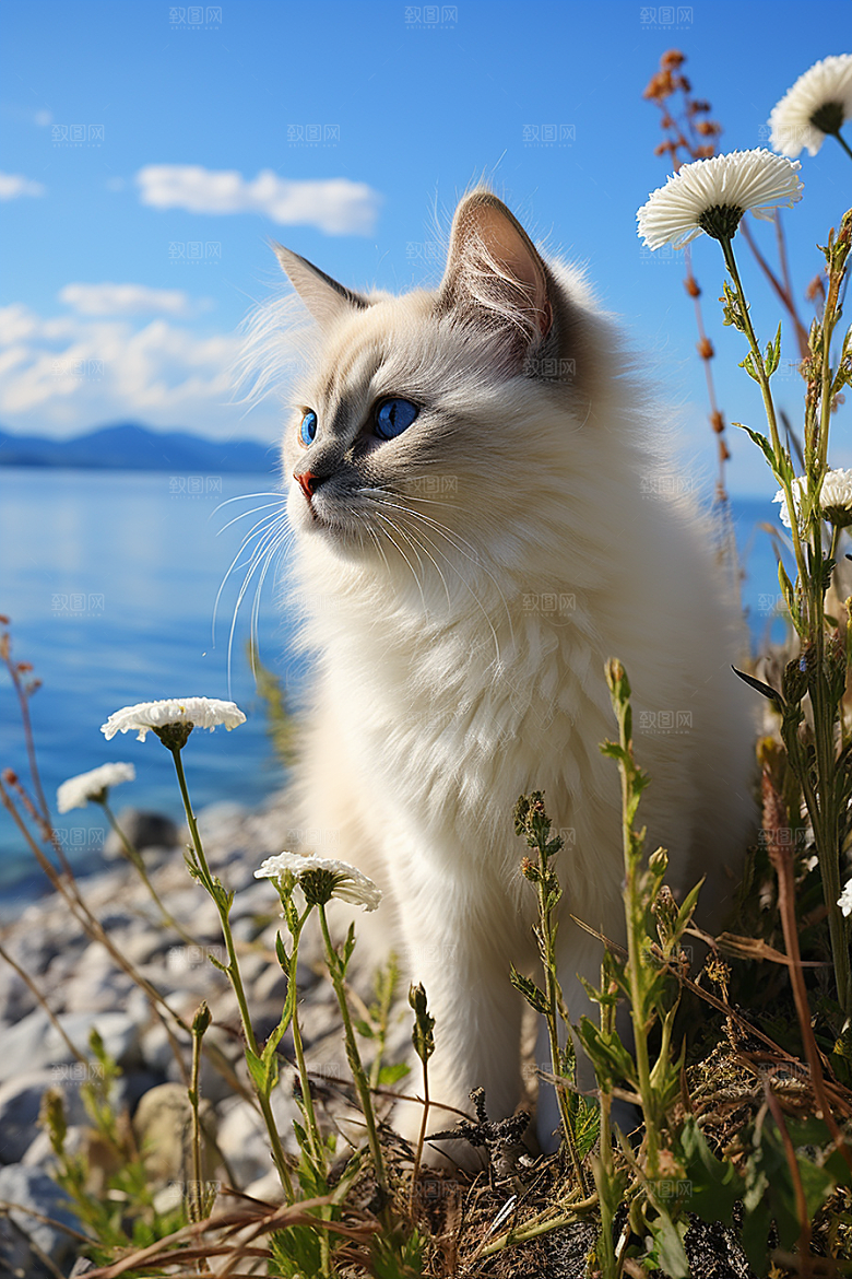 布偶猫仙女猫清新摄影图