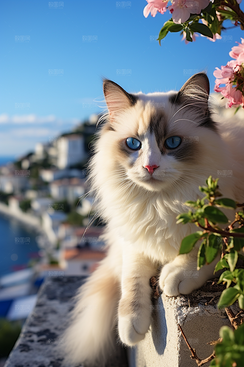 布偶猫可爱自然摄影图
