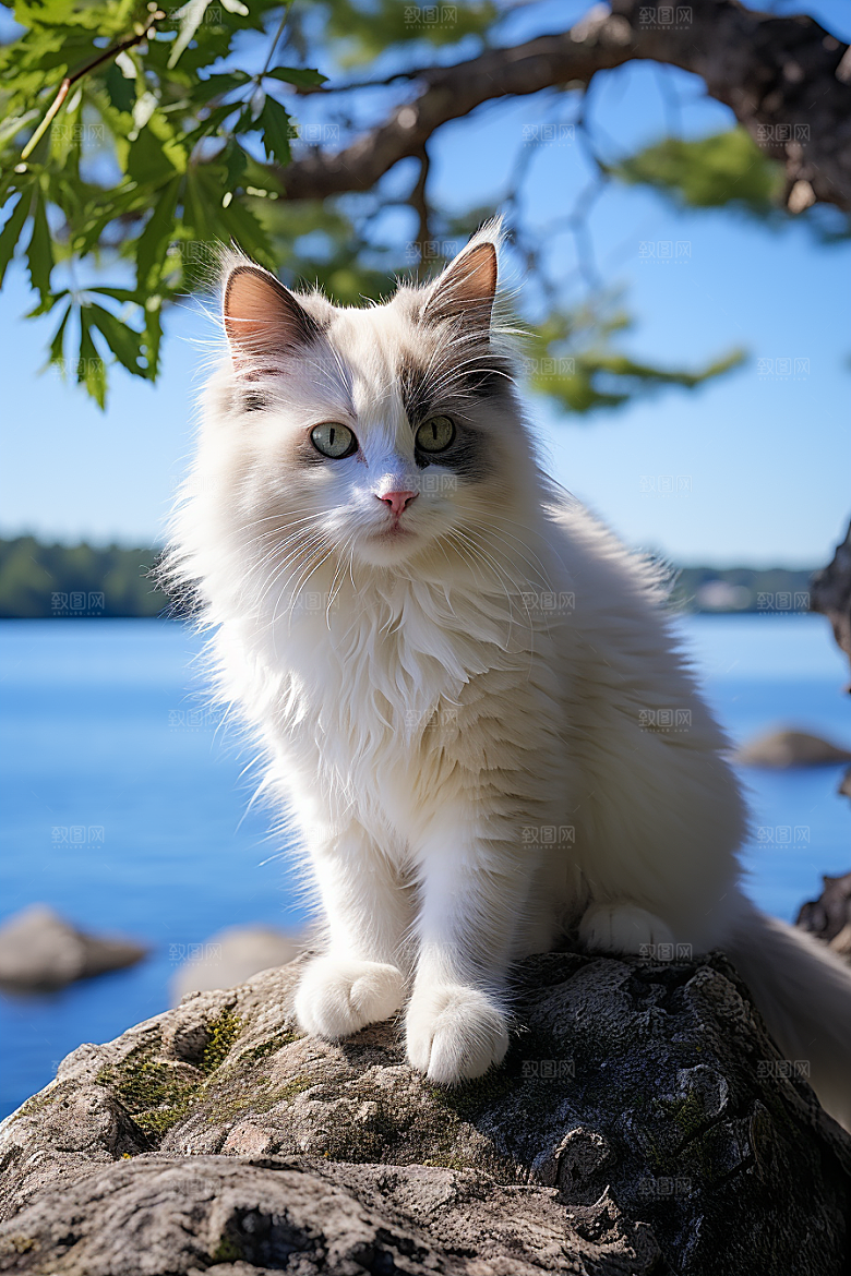 布偶猫家居仙女猫摄影图
