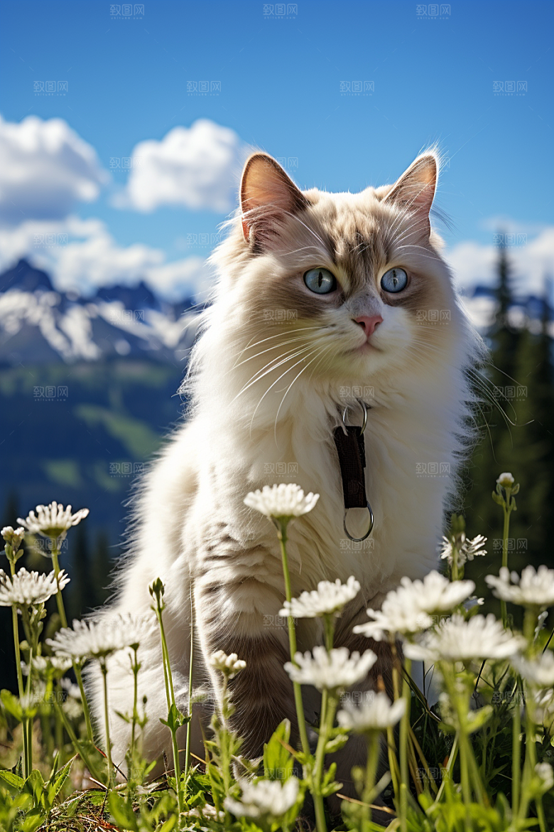 布偶猫仙女猫养宠摄影图
