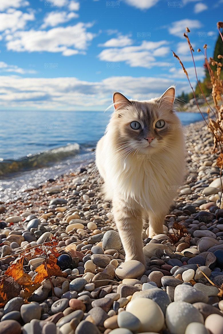 布偶猫仙女猫宠物摄影图