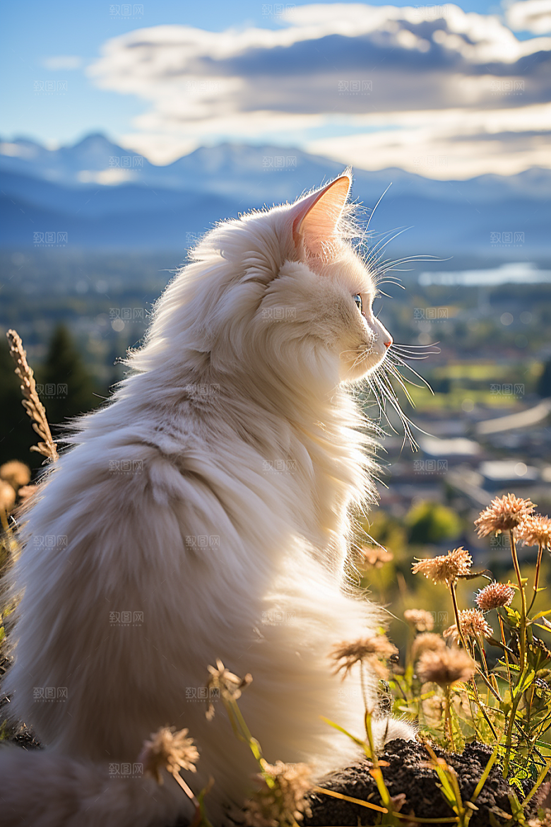 布偶猫长毛猫养宠摄影图