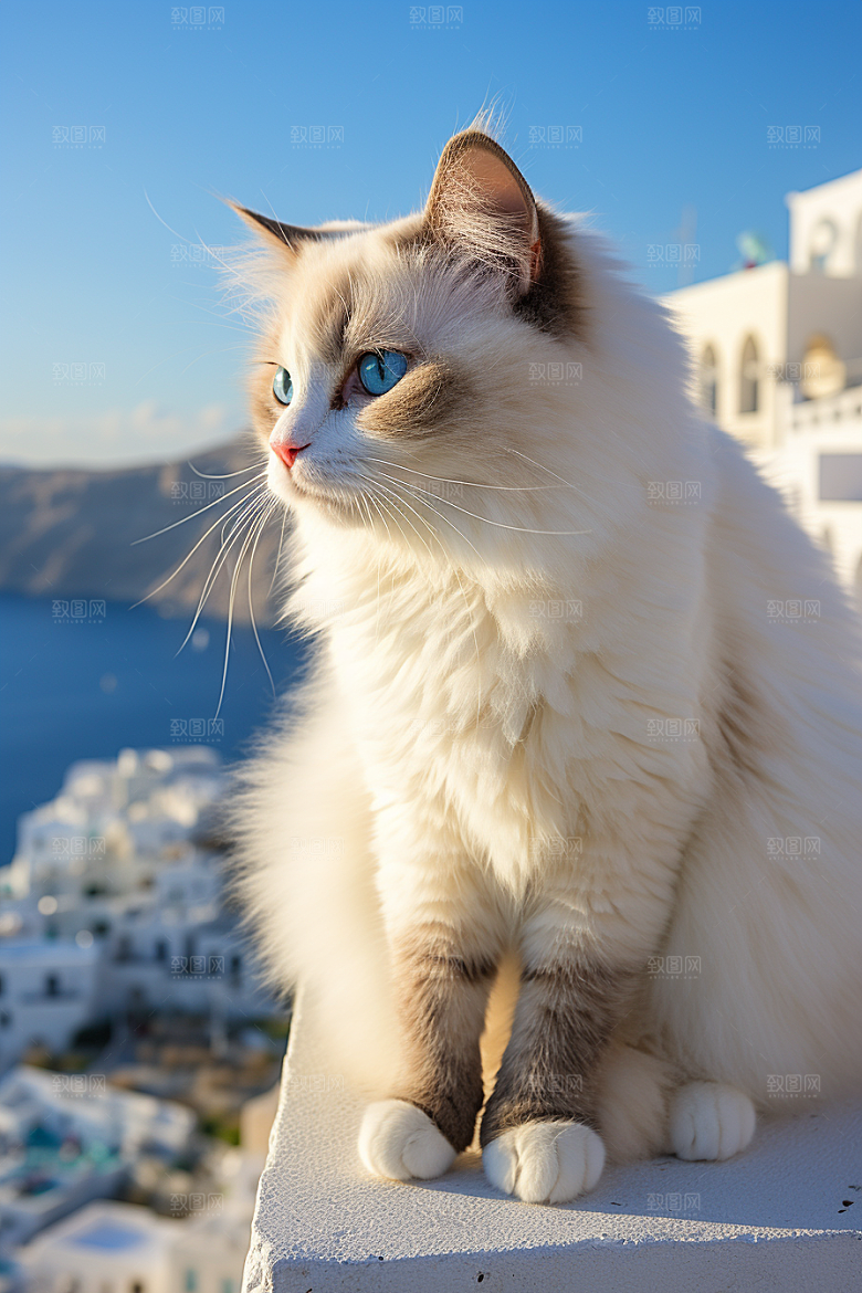 布偶猫家居清新摄影图