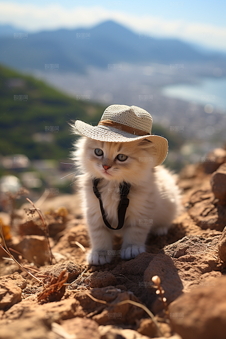 布偶猫清新生活摄影图