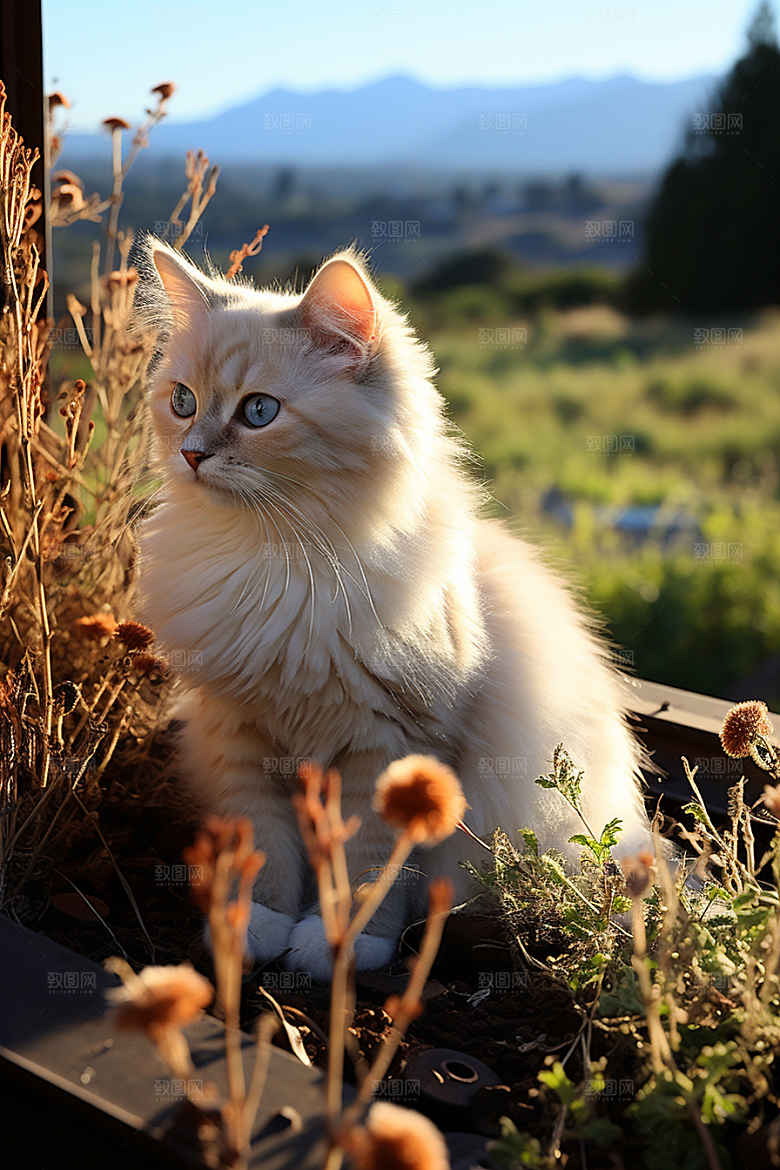 布偶猫养宠宠物摄影图
