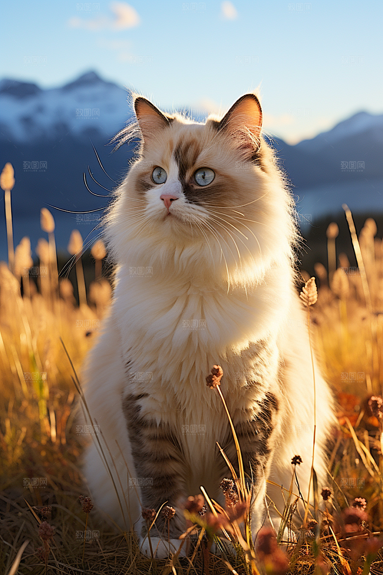 布偶猫高清宠物摄影图