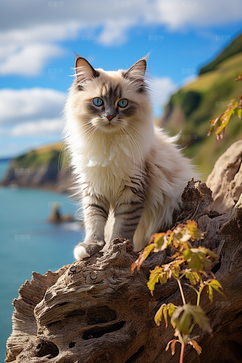 布偶猫清新可爱摄影图