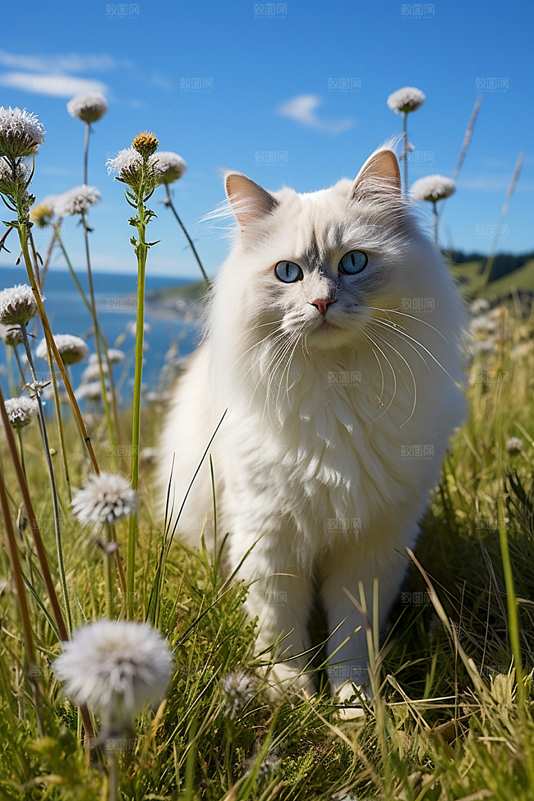 布偶猫仙女猫宠物摄影图