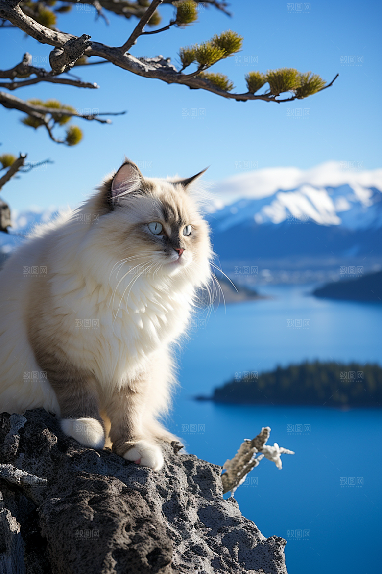 布偶猫清新自然摄影图