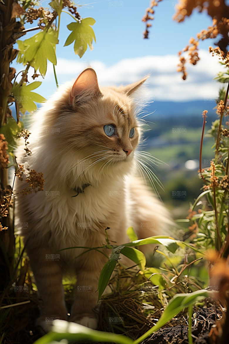 布偶猫自然清新摄影图