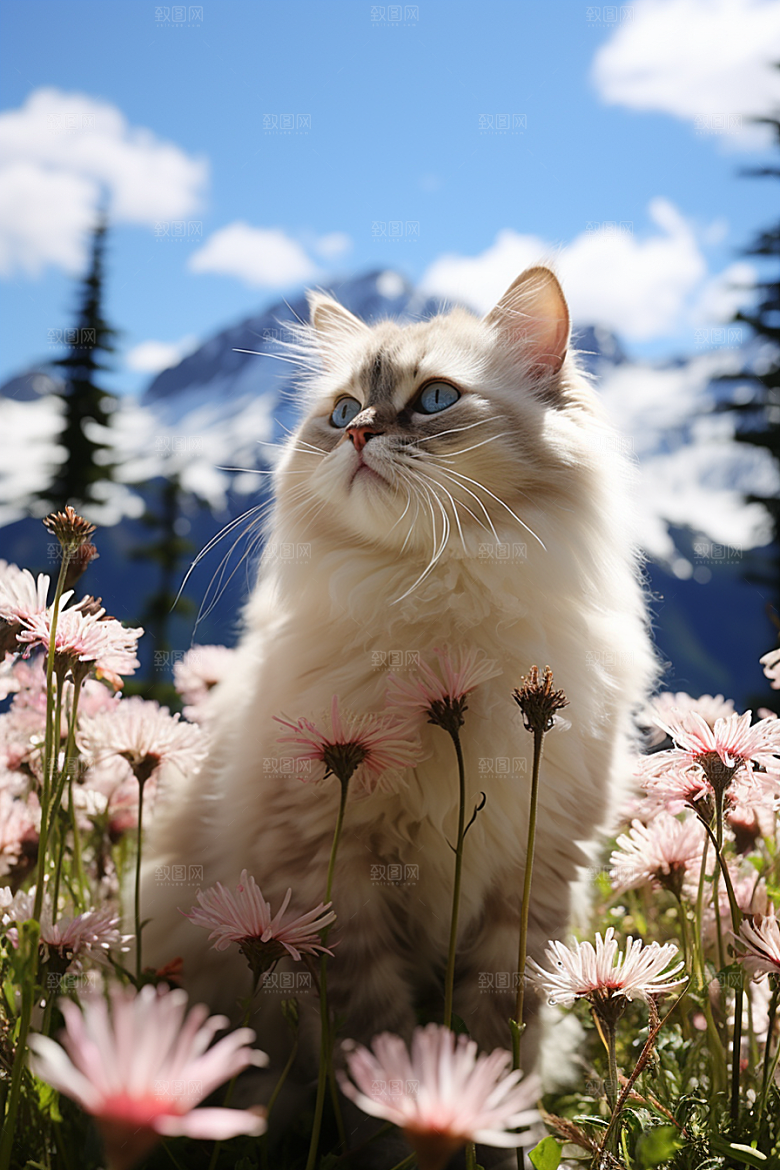 布偶猫高清生活摄影图