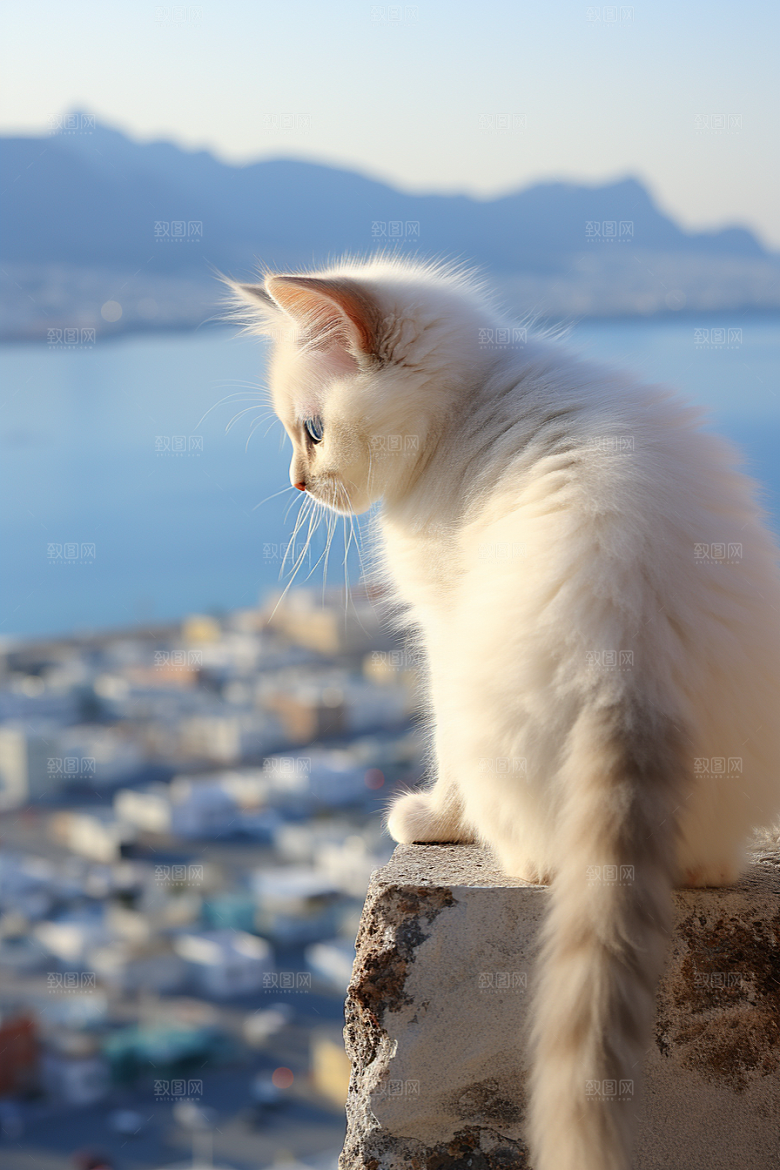 布偶猫仙女猫清新摄影图