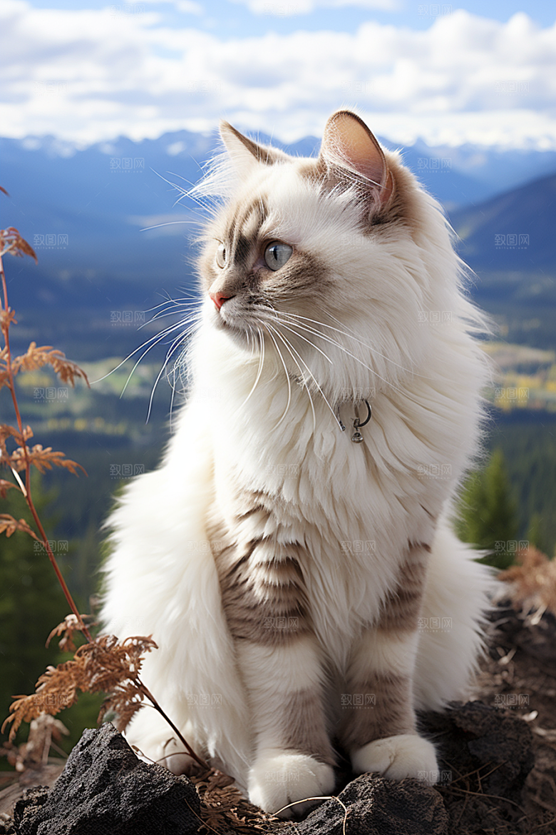 布偶猫仙女猫长毛猫摄影图