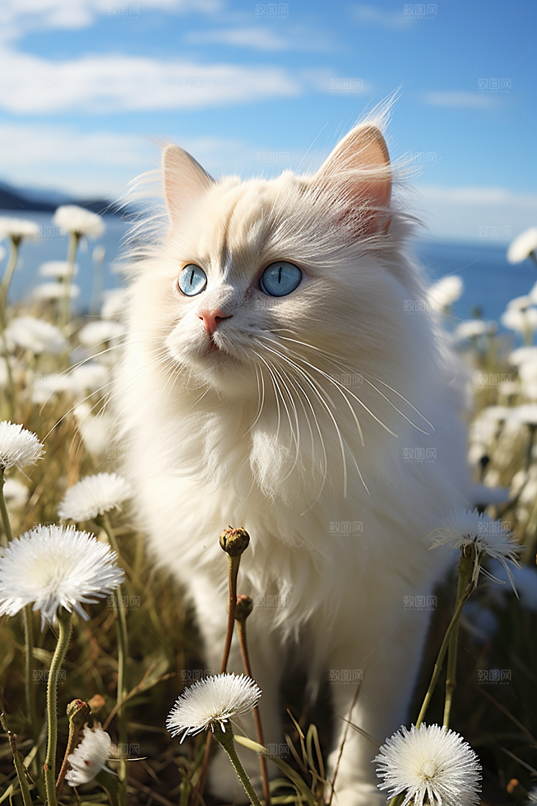 布偶猫宠物长毛猫摄影图