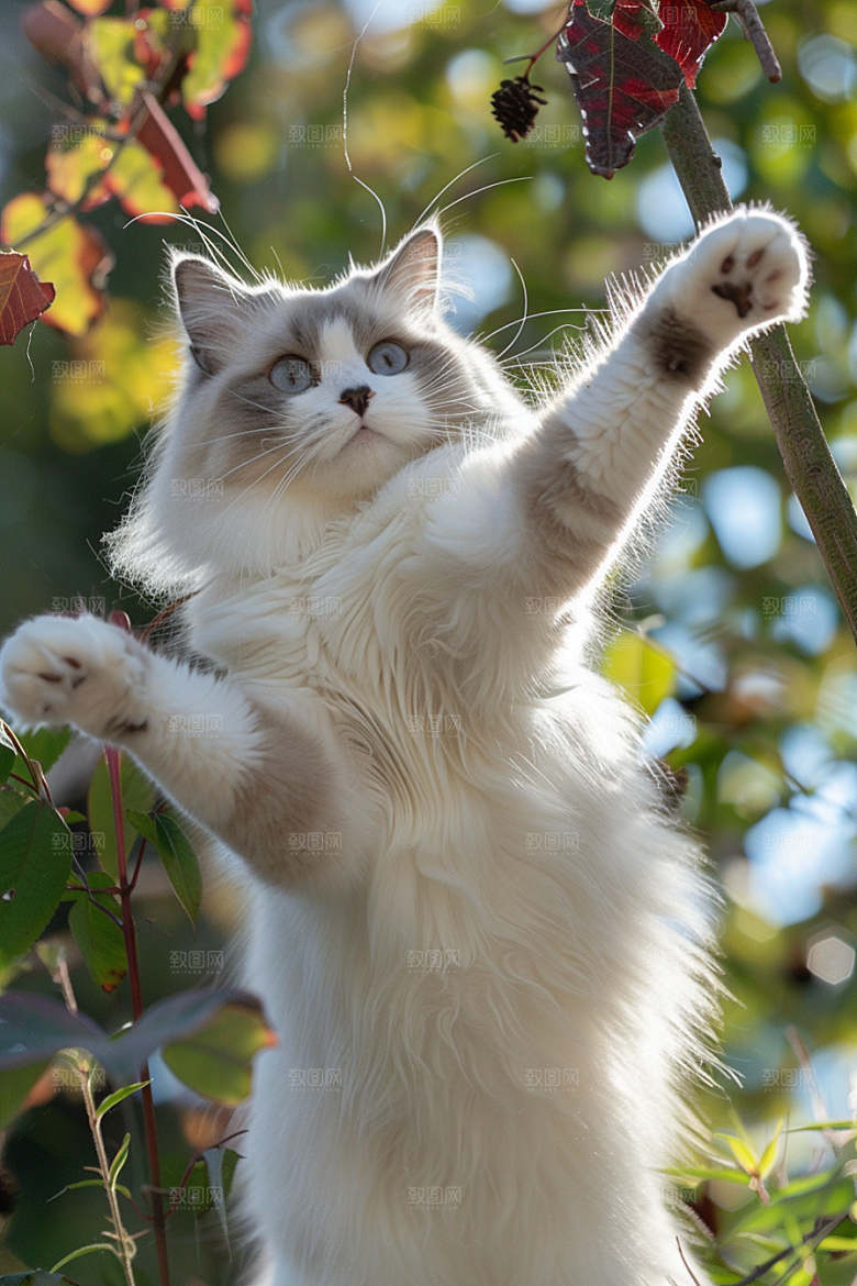 布偶猫生活可爱摄影图