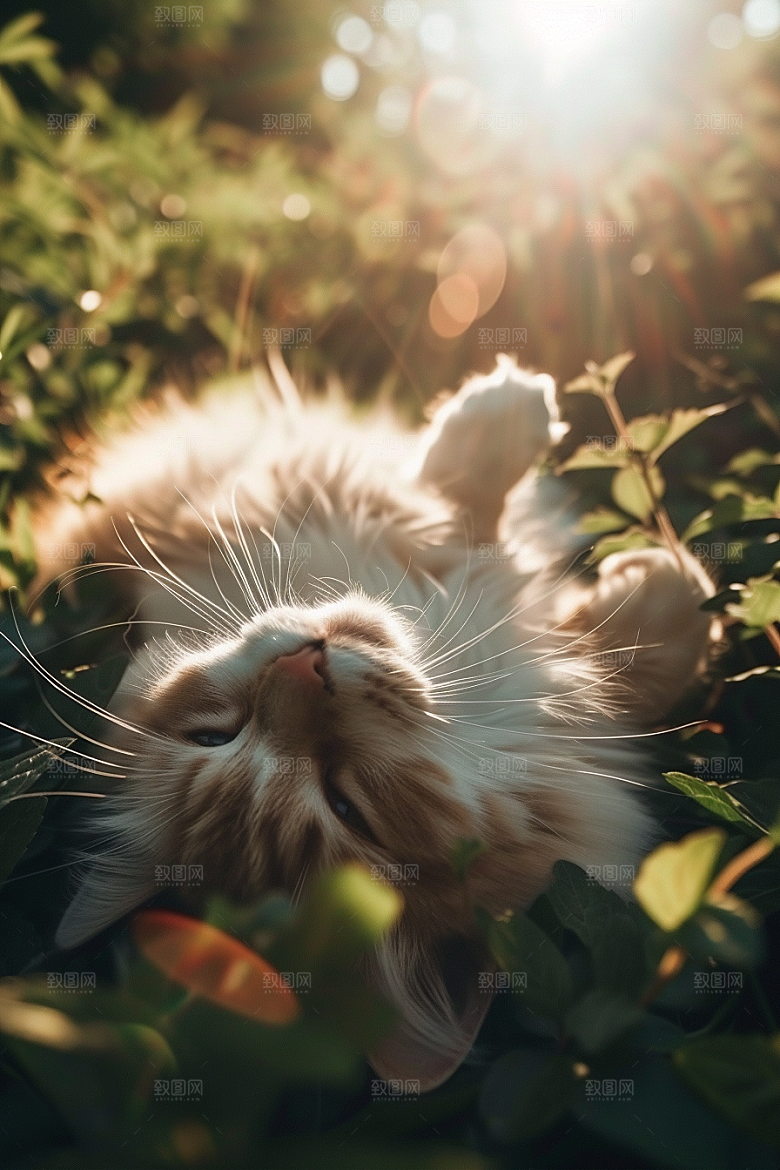 布偶猫仙女猫家居摄影图