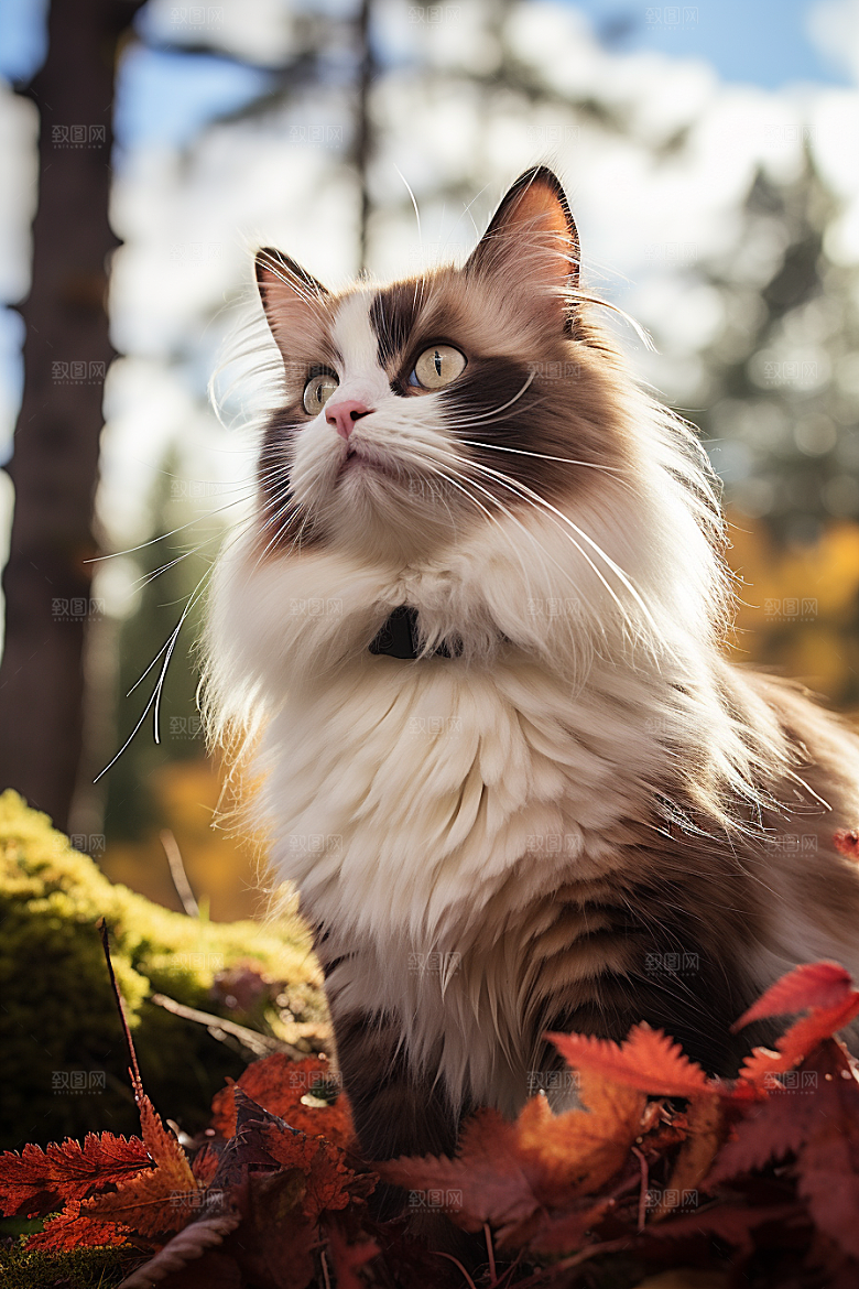 布偶猫宠物可爱摄影图