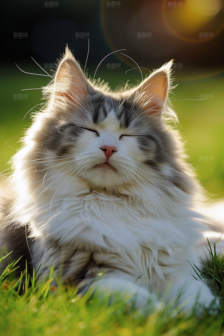 布偶猫可爱长毛猫摄影图