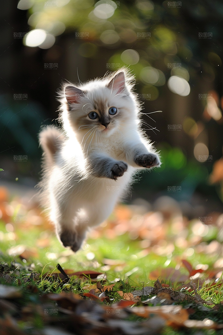 布偶猫清新宠物摄影图