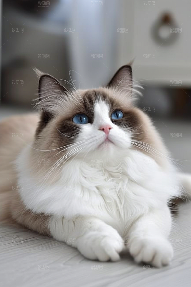 布偶猫长毛猫高清摄影图